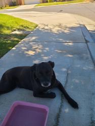 Found/Stray Unknown Dog last seen James CT & 11th st east, Lancaster, CA 93535