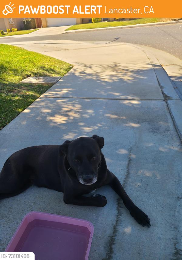 Found/Stray Unknown Dog last seen James CT & 11th st east, Lancaster, CA 93535