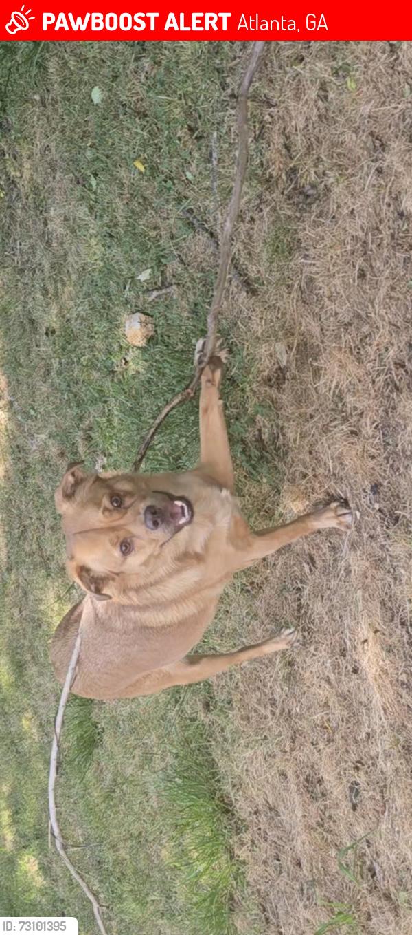 Lost Male Dog last seen The Remington Apts, Atlanta, GA 30318