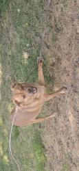Lost Male Dog last seen The Remington Apts, Atlanta, GA 30318