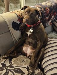 Reunited Female Dog last seen Davisville, Southampton, PA 18966