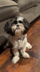 Reunited Male Dog last seen Old Settlers Park where the fireworks were being shown on 4th of July, Round Rock, TX 78681