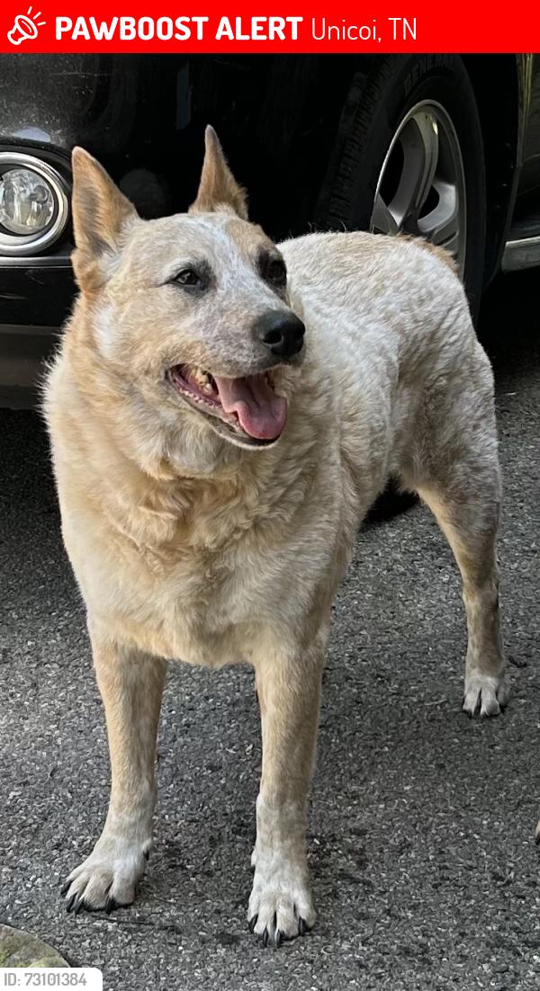 Lost Male Dog last seen Marbleton Road & Poplar Road, Unicoi, TN 37692