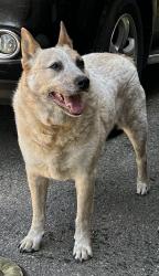 Lost Male Dog last seen Marbleton Road & Poplar Road, Unicoi, TN 37692