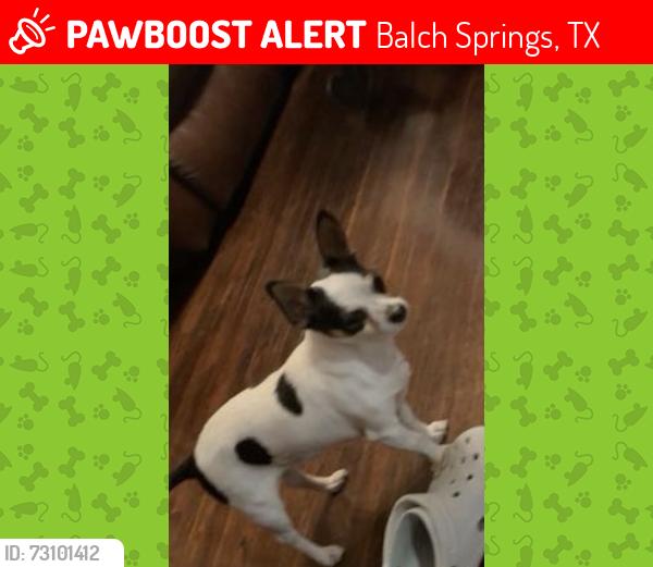 Lost Male Dog last seen Quail Dr Shepherd Ln, Balch Springs, TX 75180