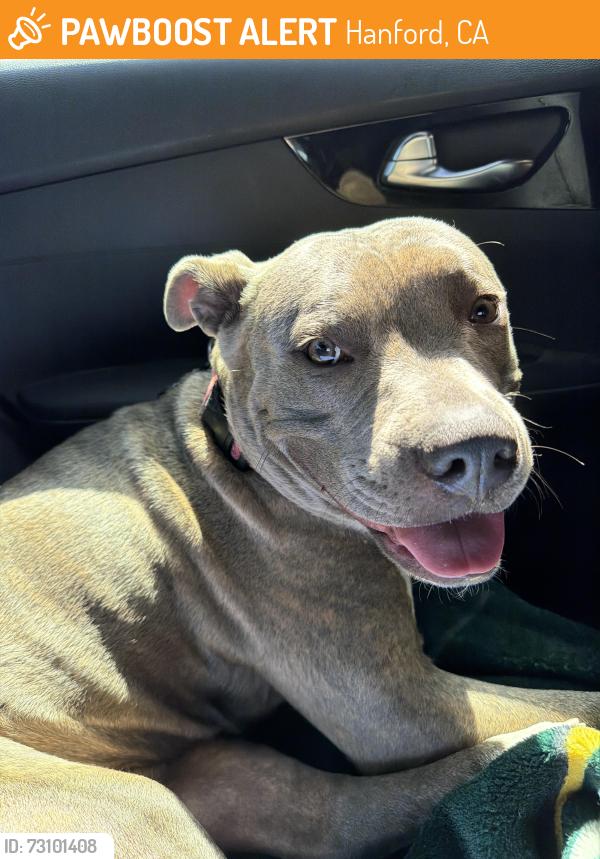 Found/Stray Female Dog last seen Hanford Post Office, Hanford, CA 93230
