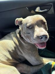 Found/Stray Female Dog last seen Hanford Post Office, Hanford, CA 93230