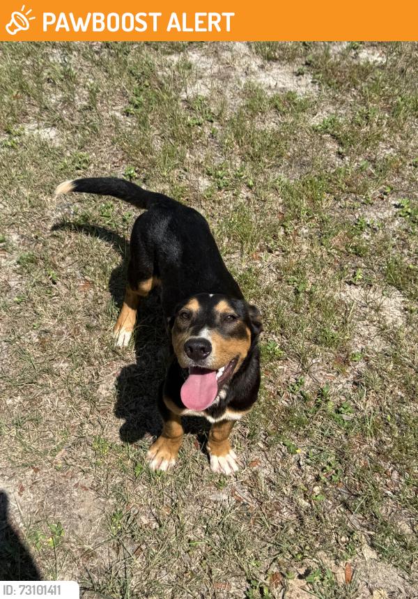 Found/Stray Male Dog last seen Bronson Rd., Escambia County, FL 32506