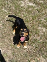 Found/Stray Male Dog last seen Bronson Rd., Escambia County, FL 32506