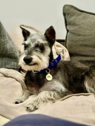 Reunited Female Dog last seen Crawford Ave, Miami, FL 33133