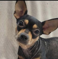 Lost Female Dog last seen Next to the youth center and bushes chicken on 18th street, Waco, TX 76708