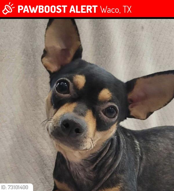 Lost Female Dog last seen Next to the youth center and bushes chicken on 18th street, Waco, TX 76708