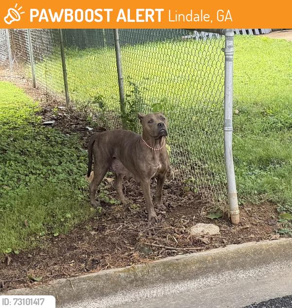 Found/Stray Female Dog last seen 3rd st, Lindale, GA 30147