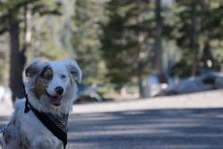 Reunited Female Dog last seen Mt Vernon, San Bernardino, CA 92411