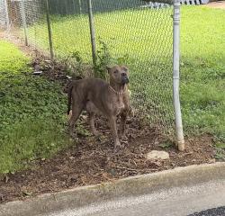 Found/Stray Female Dog last seen 3rd st, Lindale, GA 30147