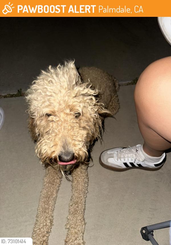 Found/Stray Female Dog last seen jojoba terr and 33rd st e, Palmdale, CA 93550