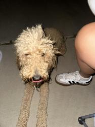 Found/Stray Female Dog last seen jojoba terr and 33rd st e, Palmdale, CA 93550