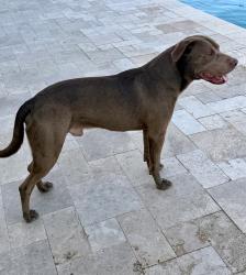 Found/Stray Male Dog last seen Bethany home road/Dysart, Litchfield Park, AZ 85340