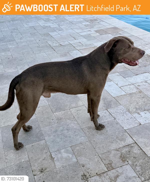Found/Stray Male Dog last seen Bethany home road/Dysart, Litchfield Park, AZ 85340