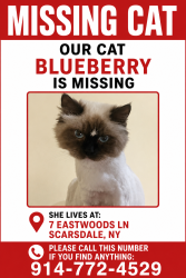 Reunited Female Cat last seen Johnson Road, Scarsdale, NY 10583