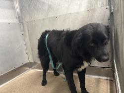 Shelter Stray Male Dog last seen BASE LINE X CALIFORNIA, 333 Chandler Pl, San Bernardino, CA 92408, USA