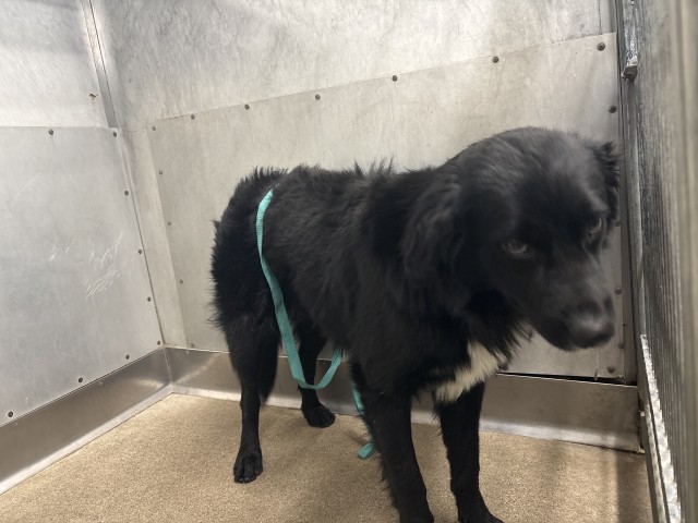 Shelter Stray Male Dog last seen BASE LINE X CALIFORNIA, 333 Chandler Pl, San Bernardino, CA 92408, USA