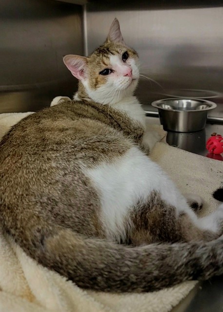 Shelter Stray Male Cat last seen ST PETERS, 4850 Mid Rivers Mall Dr, St Peters, MO 63376, USA