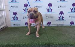 Shelter Stray Male Dog last seen , 2769 Conroy Rd, Orlando, FL 32839, USA