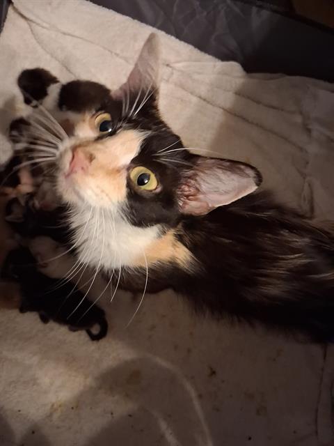 Shelter Stray Female Cat last seen CULEBRA & PIPERS CREEK, 4710 TX-151, San Antonio, TX 78227, USA