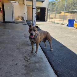 Shelter Stray Female Dog last seen , 3201 Lacy St, Los Angeles, CA 90031, USA