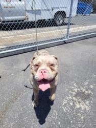 Shelter Stray Male Dog last seen , 3201 Lacy St, Los Angeles, CA 90031, USA