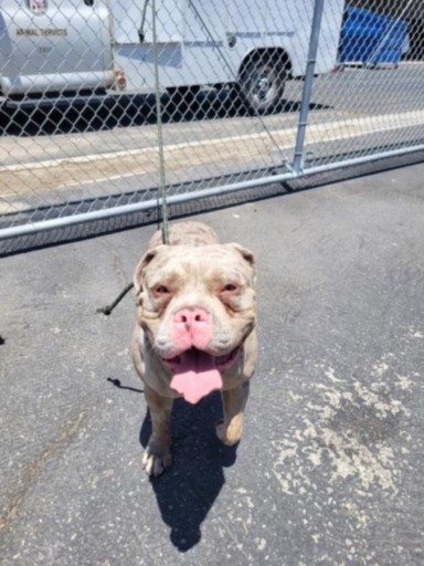 Shelter Stray Male Dog last seen , 3201 Lacy St, Los Angeles, CA 90031, USA