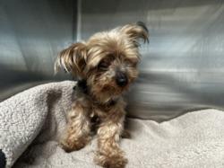 Shelter Stray Male Dog last seen , 3201 Lacy St, Los Angeles, CA 90031, USA