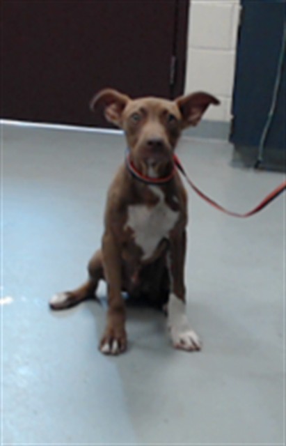 Shelter Stray Male Dog last seen Near BLOCK BAGGETT LN, HOPE MILLS NC 28348, 4704 Corporation Dr, Fayetteville, NC 28306, USA