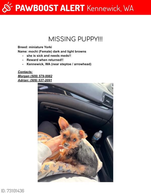 Lost Female Dog last seen Gage blvd, Kennewick, WA 99336