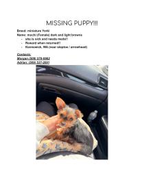 Lost Female Dog last seen Gage blvd, Kennewick, WA 99336