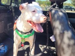Shelter Stray Male Dog last seen 32NT ST/GREENWAY, 5501 E Van Buren St, Phoenix, AZ 85008, USA
