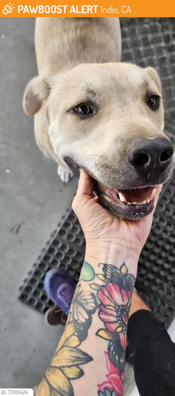 Found/Stray Female Dog last seen Bliss and Sun Gold in Indio, Indio, CA 92201