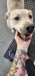 Found/Stray Female Dog last seen Bliss and Sun Gold in Indio, Indio, CA 92201