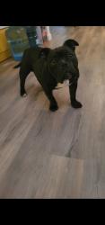Lost Female Dog last seen Tulare/pinkham, Visalia, CA 93292