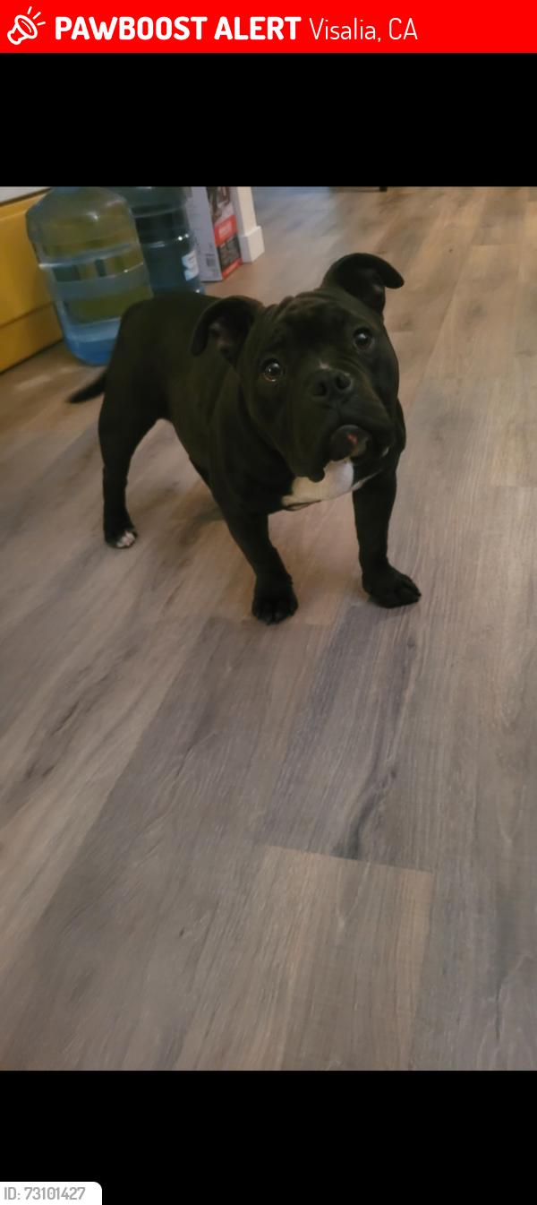 Lost Female Dog last seen Tulare/pinkham, Visalia, CA 93292