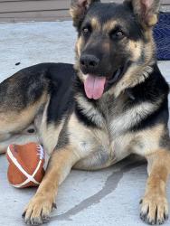 Reunited Male Dog last seen Hoover Ave and Westway--Palm Heights, San Antonio, TX 78225