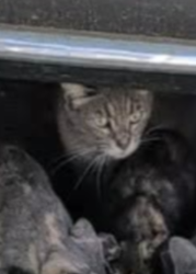 Lost Female Cat last seen King St and Shepard St, Worcester, MA 01610