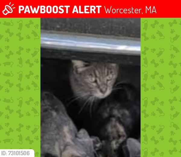 Lost Female Cat last seen King St and Shepard St, Worcester, MA 01610