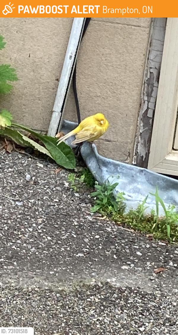 Found/Stray Unknown Bird last seen Queen Street @ Mill Street S downtown Brampton, Brampton, ON 