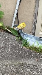 Found/Stray Unknown Bird last seen Queen Street @ Mill Street S downtown Brampton, Brampton, ON 