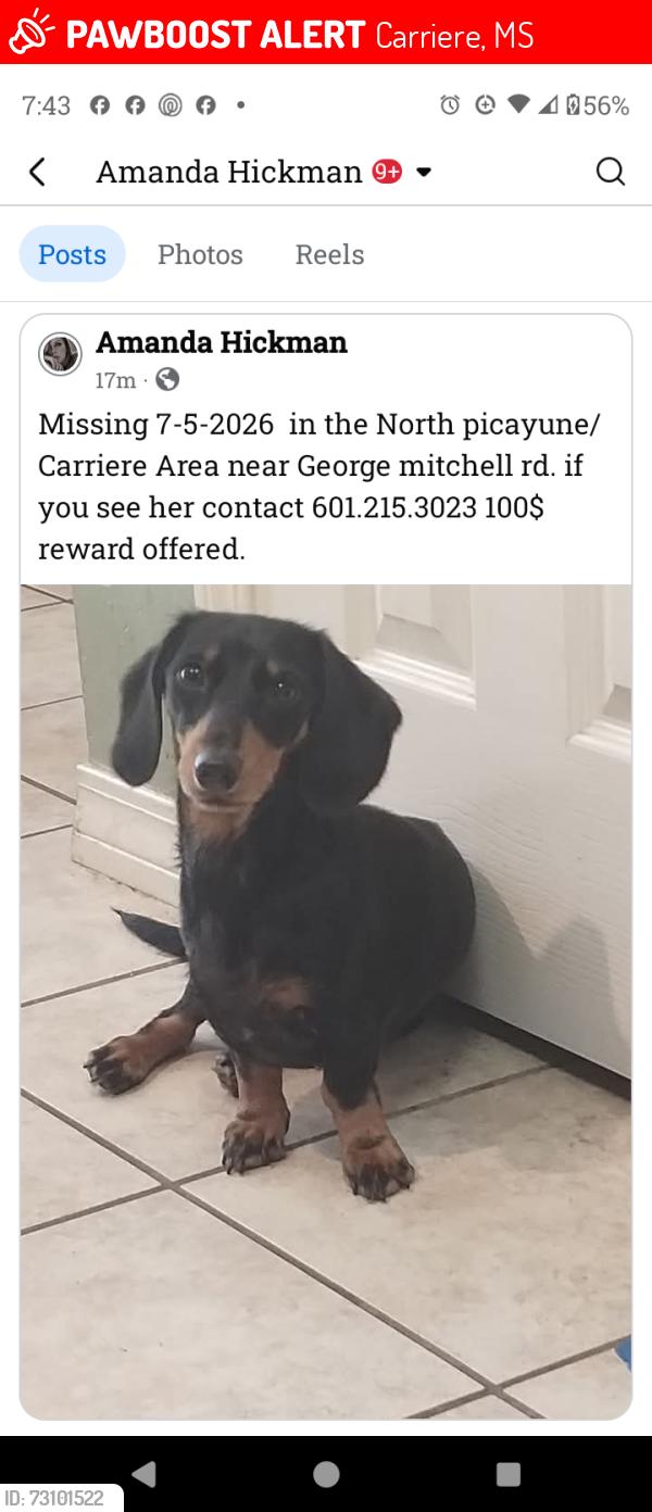 Lost Female Dog last seen George mitchell rd, Carriere, MS 39426