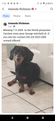 Lost Female Dog last seen George mitchell rd, Carriere, MS 39426