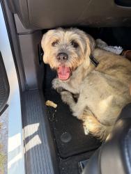 Found/Stray Unknown Dog last seen Calvary Chapel, Pensacola, FL 32514