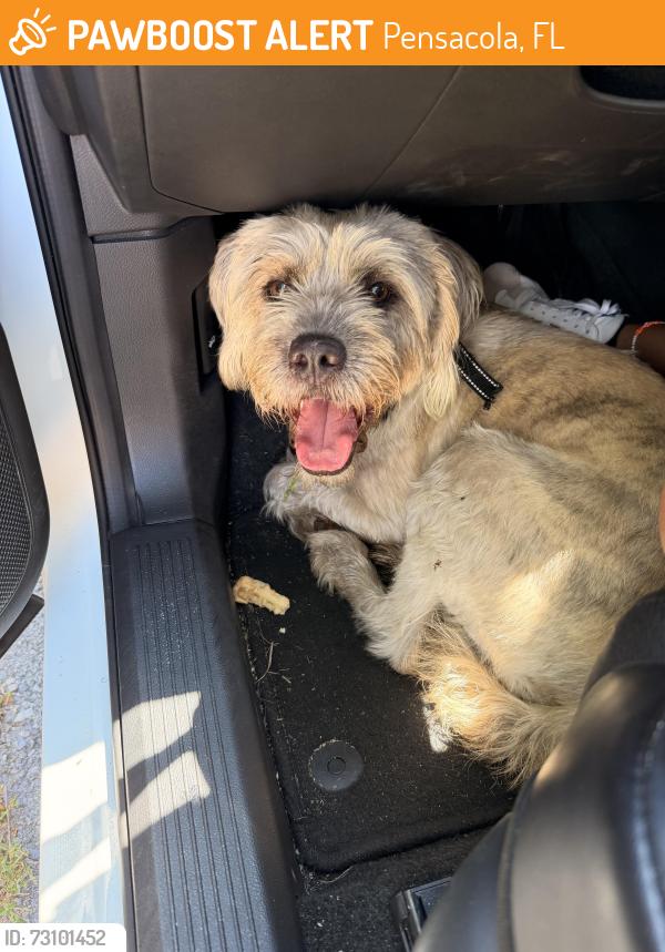 Found/Stray Unknown Dog last seen Calvary Chapel, Pensacola, FL 32514